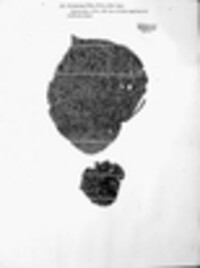 Ectostroma tiliae image